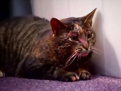 fuck these extreme and violent porn genres that include real rape xxx content.